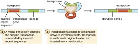 How Prokaryotes Achieve Genetic Diversity Microbiology