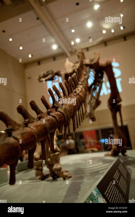 Replica Dinosaur Skeleton In Museum Stock Photo Alamy