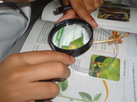 Observando Plantas No Microsc Pio Ptico Escola Intera O