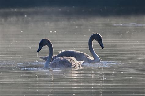 Mute Swans Sunrise Fog Free Photo On Pixabay Pixabay