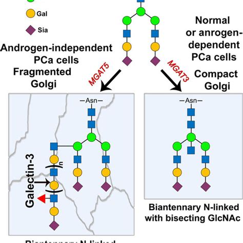 Schema Of Mgat And Mgat Mediated N Glycosylation Bisecting Glcnac