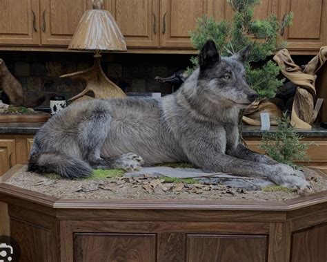 Wolf Forum