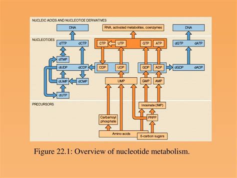 Ppt Nucleotide Metabolism Powerpoint Presentation Id