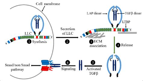 8 Schematic Model For Secretion And Activation Of Latent Tgfβ Complex