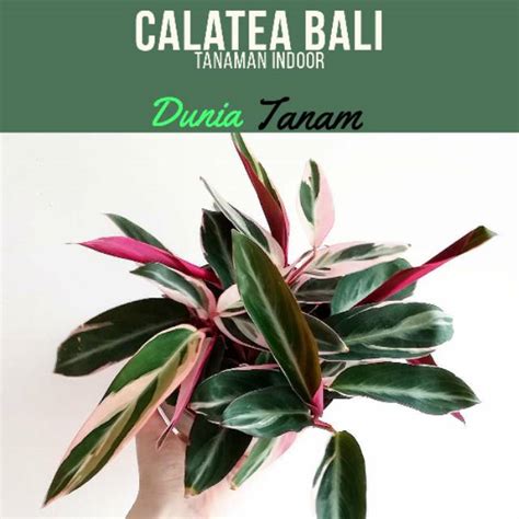 Jual Tanaman Hias Calatea Chalatea Meranti Bali Calathea Multicolor