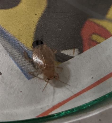 is it a german roach? : r/whatisthisbug