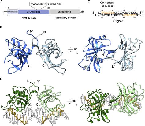 Structural Basis Of Dna Binding By The Nac Transcription Factor Ore A