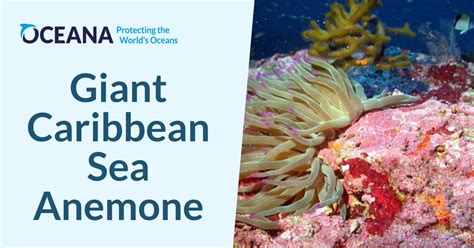 Giant Caribbean Sea Anemone Oceana