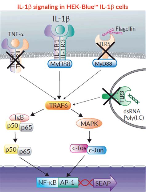 Hek Blue Il 1beta Cells Human Il 1 Beta Reporter Cells