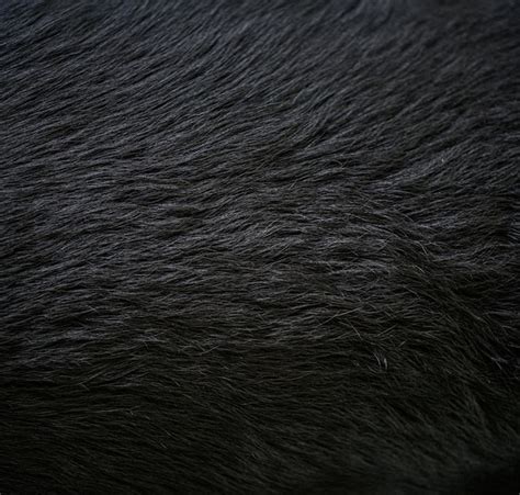 Premium Photo | Long black fur of a dog Faux fur fabric Artificial fur fabric texture useful as ...