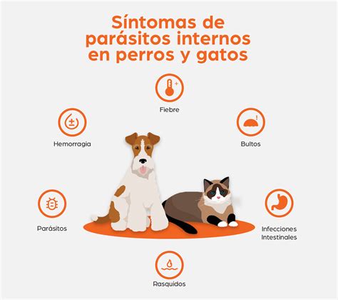 Cuáles Son Los Síntomas De Los Gusanos En Los Cachorros