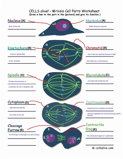 Biology Cell Cycle Worksheet