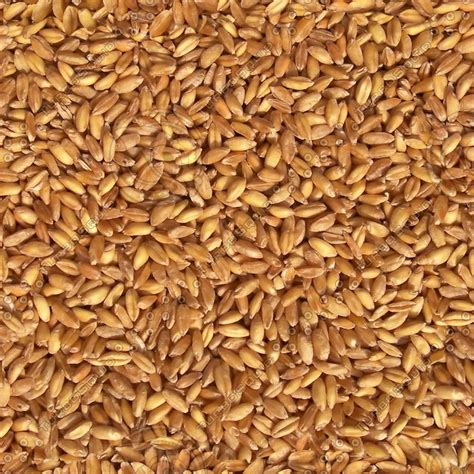 Ddmodels Wheat Seamless Texture Map By Ddmodels