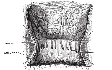Interior Da Cavidade Anal Ilustração Vintage Vintage Linha Humana Vetor PNG Vintage Humano