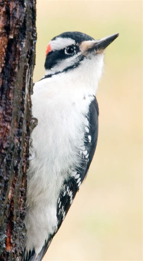 Me Boomer And The Vermilon River 2 Male Hairy Woodpecker Of The