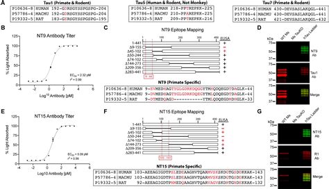 Frontiers Neuronal And Glial Distribution Of Tau Protein In The Adult