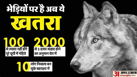 Wolf Attack In Bahraich It Is Clear From The Attacks Real Man Eating