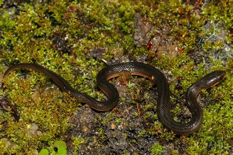 Glossy Crayfish Snake Snakes Nature In Focus