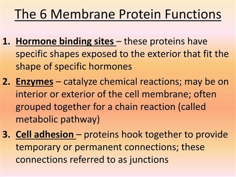 PPT - Plasma Membrane PowerPoint Presentation, free download - ID:6903944