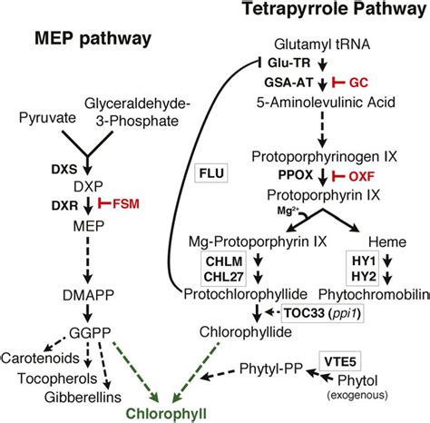 The Mep And Tetrapyrrole Pathways Collaborate In Chlorophyll Biosynthesis Download Scientific