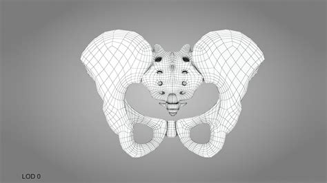 Female Pelvis 3d Model Cgtrader