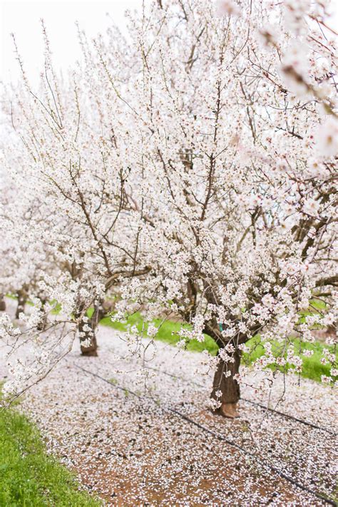 Where To Find Blooming Flower Fields And Orchards In California