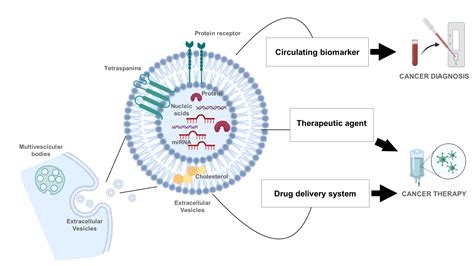 Extracellular Vesicles