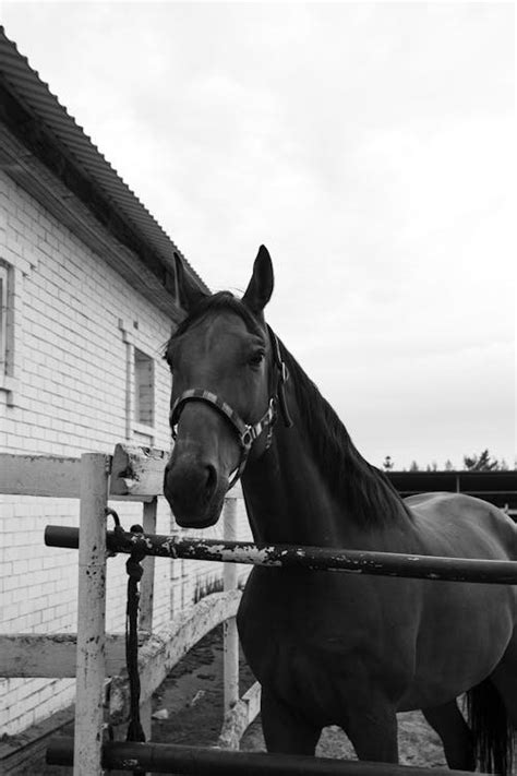 Horse In Enclosure · Free Stock Photo