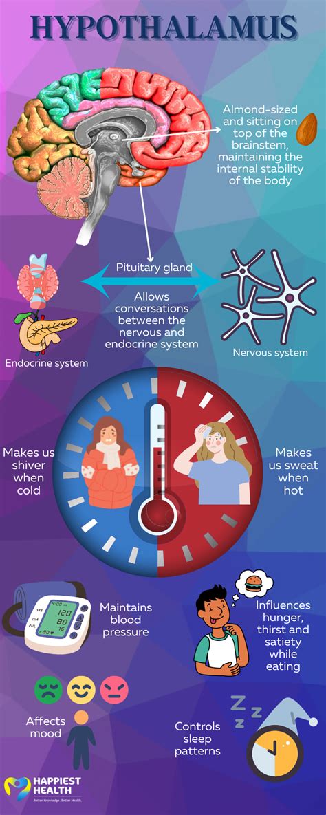 Hypothalamus: Brain's smart coordinating centre | Happiest Health