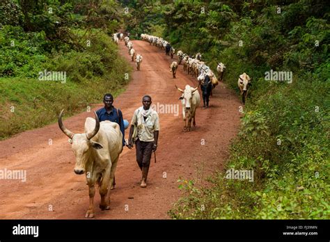 Fulani Cattle Hi Res Stock Photography And Images Alamy