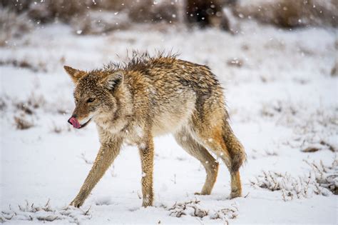 Do Coyotes Attack Humans? | Outdoor Life