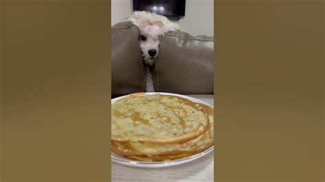 «ВЕГИТАРИАНКА» 🐶 - YouTube