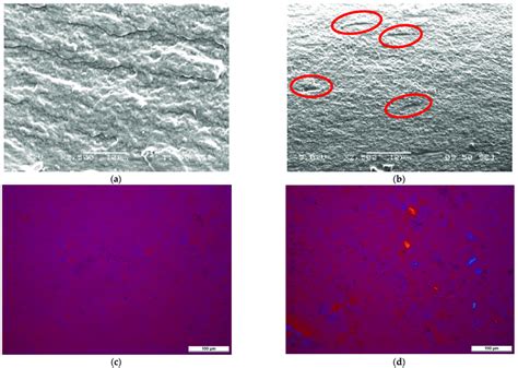 Sem Images Of Cryogenic Fracture Surfaces And Pom Images Of Composite