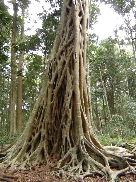 Bansai Strangler Fig Ficus Pertusa South American Strangler Fig