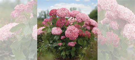 Пинк Анабель древовидная гортензия купить в Нижнем Новгороде | Товары ...