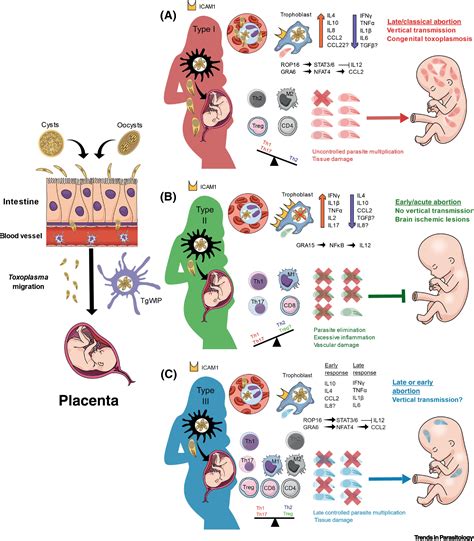 Toxoplasma Effectors That Affect Pregnancy Outcome Trends In Parasitology