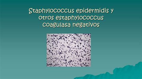 Staphylococcus Epidermidis Res Menes M Dicos Udocz