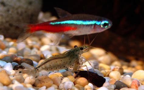 Quels Poissons Sont Compatibles Avec Les Crevettes Daquarium