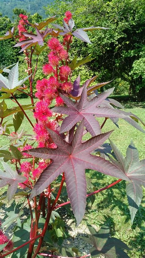 Castor Bean Varieties