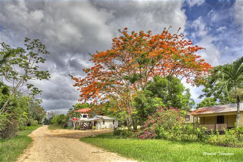 Flamboyant Tree Photograph by Wendell Thompson | Pixels