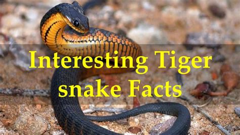 Interesting Tiger Snake Facts Youtube