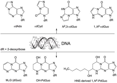 Structure Of Exocyclic Dna Adducts Formed By The Reaction Of Dna With