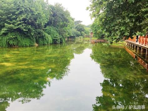 湖北武漢，中山公園人工湖：水下森林小清新、水體通透自然清 每日頭條