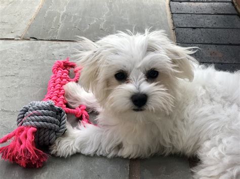 Maltese Mix Breeds 26 Of The Most Popular Mixes W Pictures