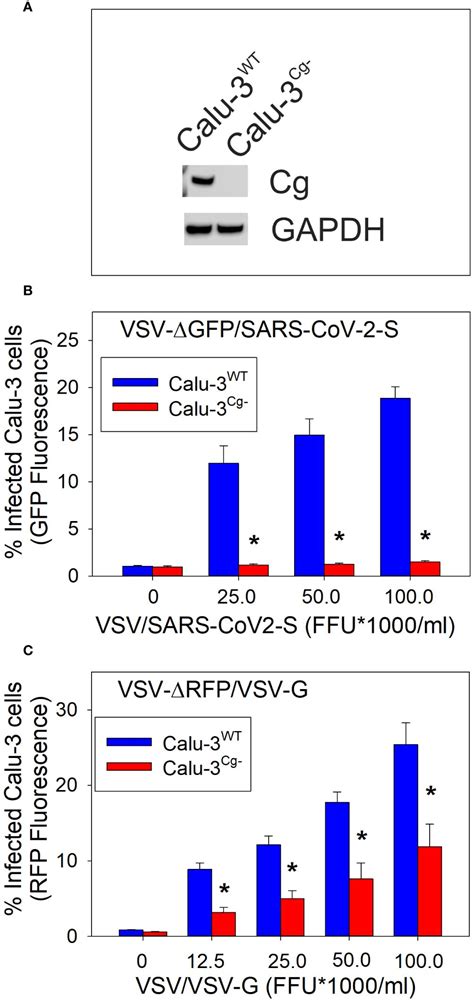 Frontiers Cellugyrin Synaptogyrin Dependent Pathways Are Used By