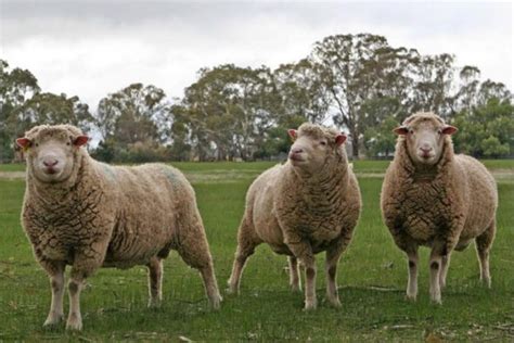 Sheep Shearing Day 2023 Marin Mommies