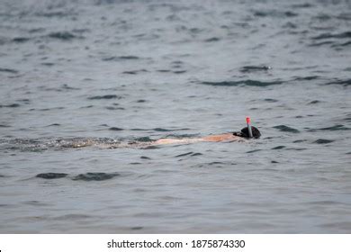 Nude Diver Images Stock Photos Vectors Shutterstock