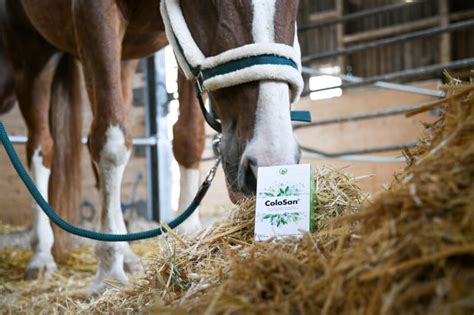 ColoSan Erleichtert Kolossal Saluvet