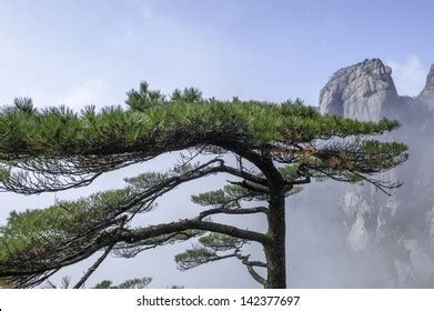 Huangshan Pine Tree China Stock Photo 142377697 | Shutterstock