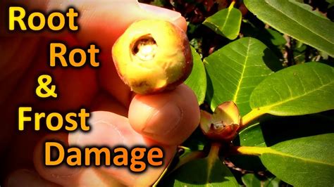 This Is What Root Rot And Frost Damage Look Like Phytophthora The Rhododendron Killer Youtube